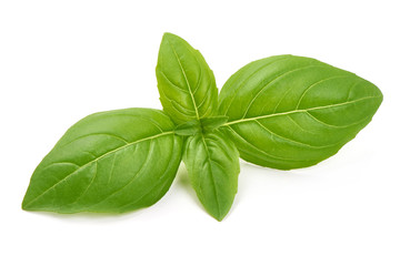 Fresh basil leaves, close-up, isolated on white background