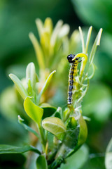 Closeup of a caterpillar of box tree moth (Cydalima perspectalis) feeding on Buxus plant