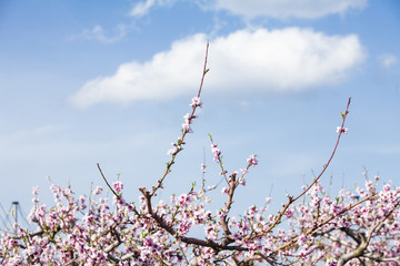 Peach blossom flower in the garden