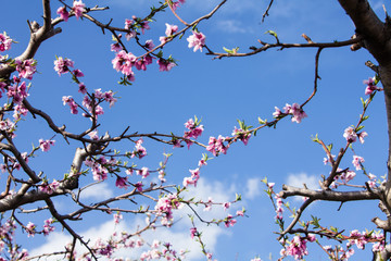 Peach blossom flower in the garden