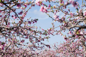 Peach blossom flower in the garden