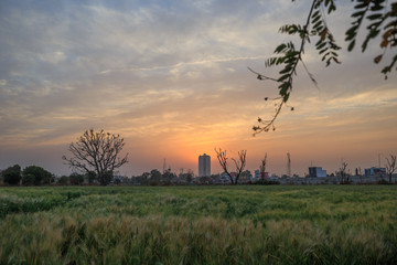 Fototapeta premium sunset over wheat field