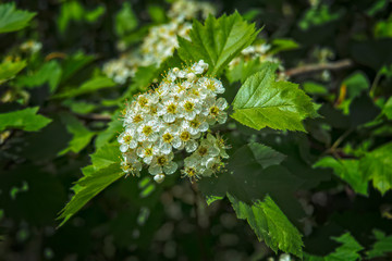 Flowering hawthorn branch on a blurred background close-up.