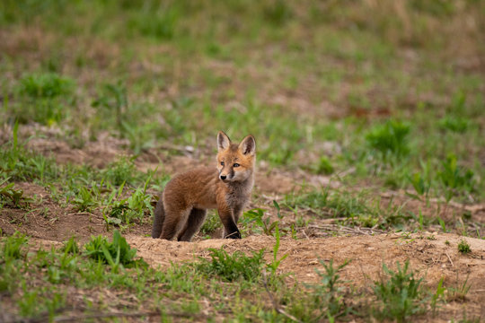 A red fox kit emerging from it's den to see what is above ground