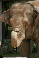 Obraz premium indian elephants 