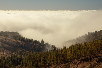 Clouds rise above the treetops in the highlands. Forest in the valley located between the hills. Tenerife Island