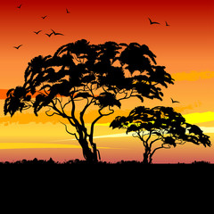 Fototapeta na wymiar African landscape with black acacia tree silhouettes and sunset . African landscape. Vector illustration.