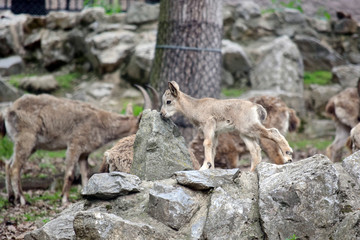 Siberian Ibex Baby on the Rock