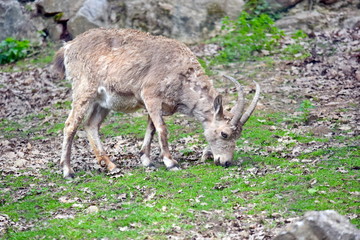 Siberian Ibex Capra Siberica Eating Grass