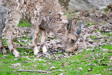 Siberian Ibex Baby Eating Grass Closeup