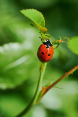 macro color photo of a ladybug sitting on a rose branch