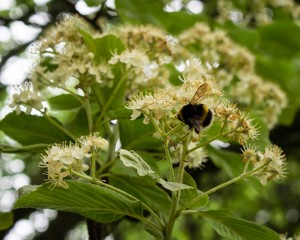 Bee feeds on whitebeam
