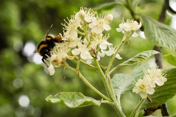 bee on flower (whitebeam)
