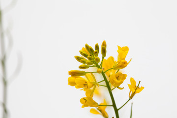 Fototapeta premium Canola rape seed flower on light background