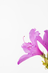 Open memo note book with royal azalea flower on white