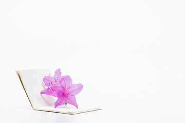 Open memo note book with royal azalea flower on white