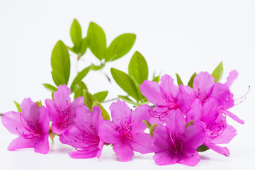 Beautiful royal azalea flower on white