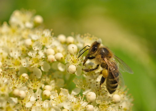 Biene Nahaufnahme Bienenbaum Bl&uuml;te