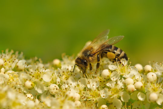 Biene Nahaufnahme Bienenbaum Bl&uuml;te