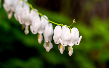 Fototapeta na wymiar Bleeding Heart cultivar Alba with white blossoms 