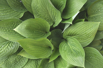 Obraz premium Plant Background For Your Design And Needs