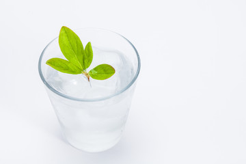 Green leaves with cold ice water on white