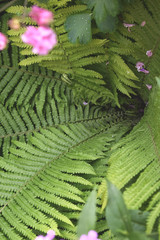 Plant Background For Your Design And Needs