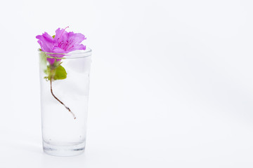 Royal azalea flower in glass of ice water on white background