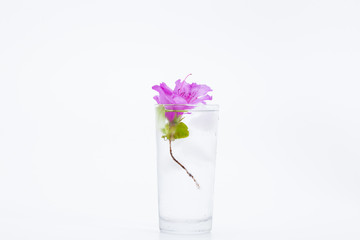 Royal azalea flower in glass of ice water on white background