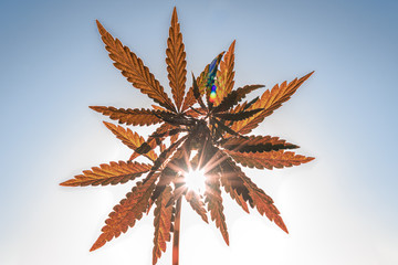 Cannabis leafs. Marijuana. Hemp, drug.