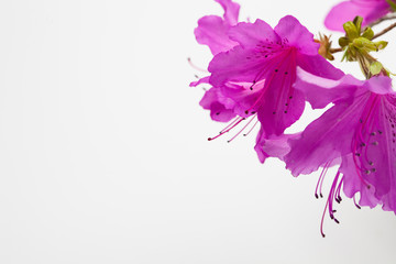 Royal azalea blossom with copy space for design