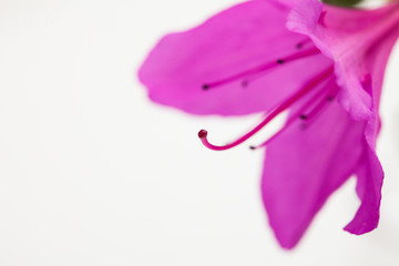 Fototapeta na wymiar Royal azalea blossom with copy space for design