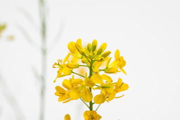 Bouquet view of canola flower on white background