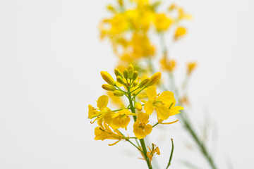 Bouquet view of canola flower on white background