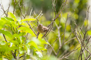 Obraz premium Bird at Villa Borghese, Rome