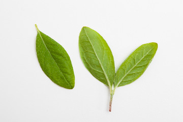 Obraz premium Leaf of azalea flower on white