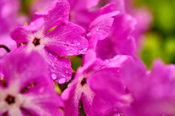 Purple flower in the water drops in the afternoon