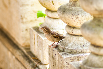 Bird at Villa Borghese, Rome