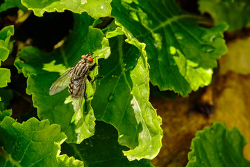 Fly closeup on a green leaf in the afternoon