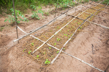 Rows of vegetable plants in small organic family farm