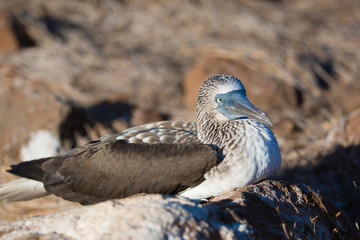 Booby Bird in Galapagos