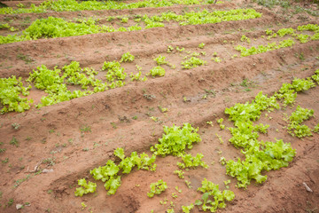 Rows of vegetable plants in small organic family farm