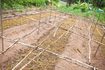 Rows of vegetable plants in small organic family farm