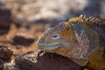 Fototapeta premium Galapagos Iguana