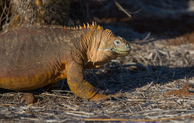 Galapagos Iguana
