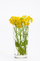 Yellow rape seed canola flower in a cup of water 