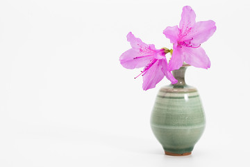 Azalea blooming in Goryeo celadon vase