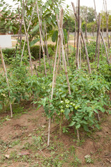 Tomatoes vegetable plants in small organic family farm