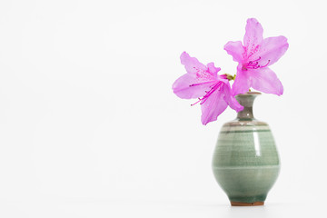 Azalea blooming in Goryeo celadon vase