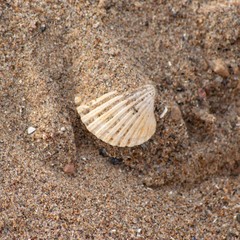 shell on the beach